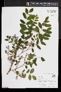 Robinia hispida image