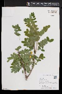 Caragana arborescens image