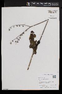 Andersonglossum virginianum image