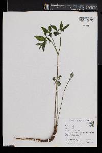 Aralia nudicaulis image