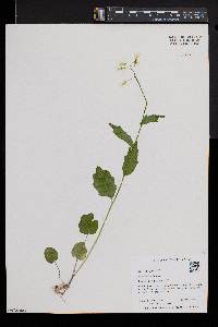 Cardamine bulbosa image