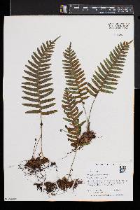 Polypodium appalachianum image