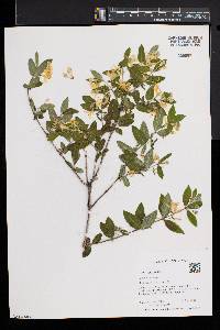 Lonicera morrowii image