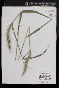 Elymus riparius image