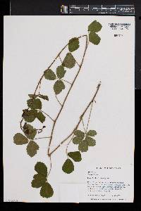 Rubus hispidus image