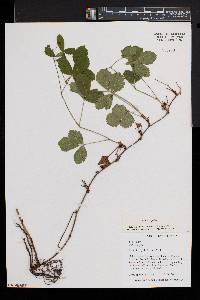 Rubus hispidus image