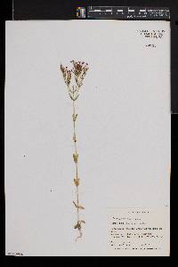 Centaurium tenuiflorum image