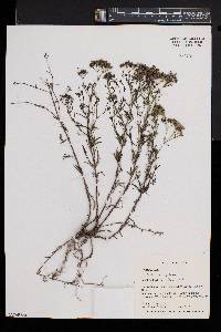 Stenaria nigricans image