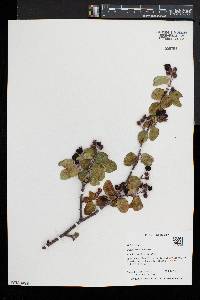 Amelanchier utahensis image