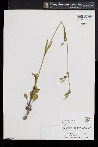 Silene douglasii image