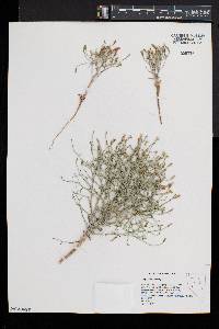 Stephanomeria exigua image