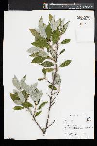 Elaeagnus umbellata image