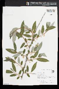 Elaeagnus umbellata image