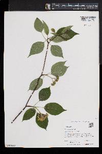 Cornus alternifolia image