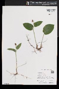 Maianthemum canadense image