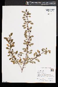 Berberis thunbergii image