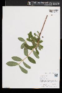 Lonicera villosa image