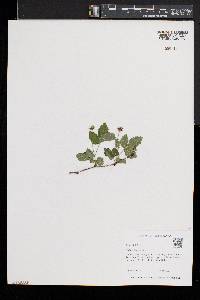 Rubus flagellaris image