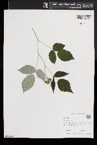 Rubus occidentalis image