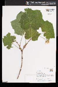 Rubus parviflorus image