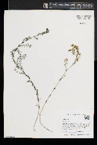 Galium verum image