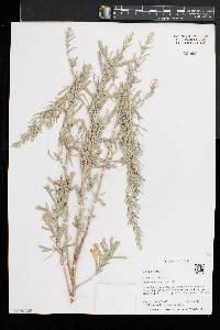 Artemisia tridentata image