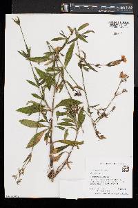 Silene latifolia image