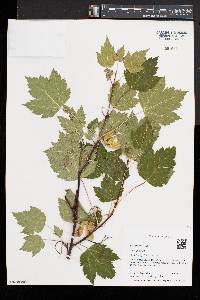 Acer glabrum image