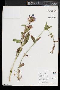 Penstemon strictus image