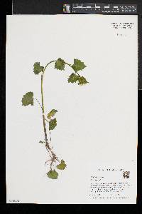 Alliaria petiolata image