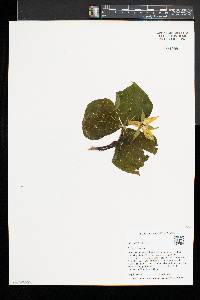 Trillium erectum image