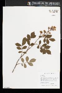 Rosa multiflora image