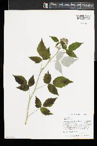 Rubus occidentalis image