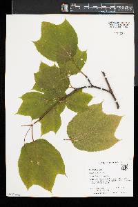 Acer pensylvanicum image