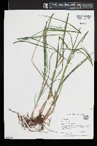 Carex squarrosa image