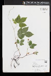 Rubus pubescens image