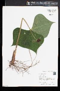Trillium erectum image