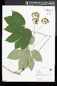 Aralia nudicaulis image