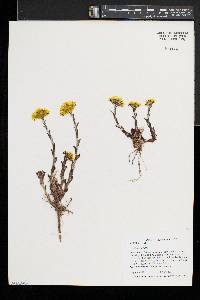 Tussilago farfara image