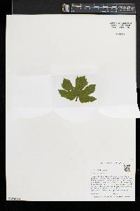 Hydrastis canadensis image