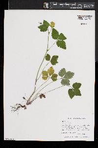 Potentilla indica image