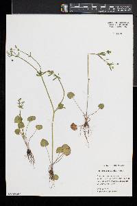 Ranunculus micranthus image