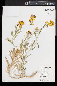 Erysimum cheiri image