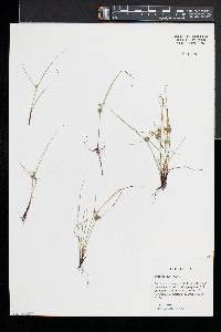 Cyperus squarrosus image