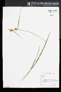 Carex flava image