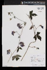 Aconitum uncinatum image