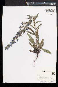 Echium vulgare image