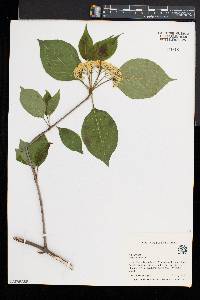 Viburnum lentago image