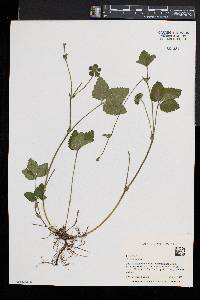 Potentilla indica image