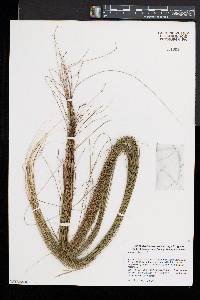 Carex bromoides image